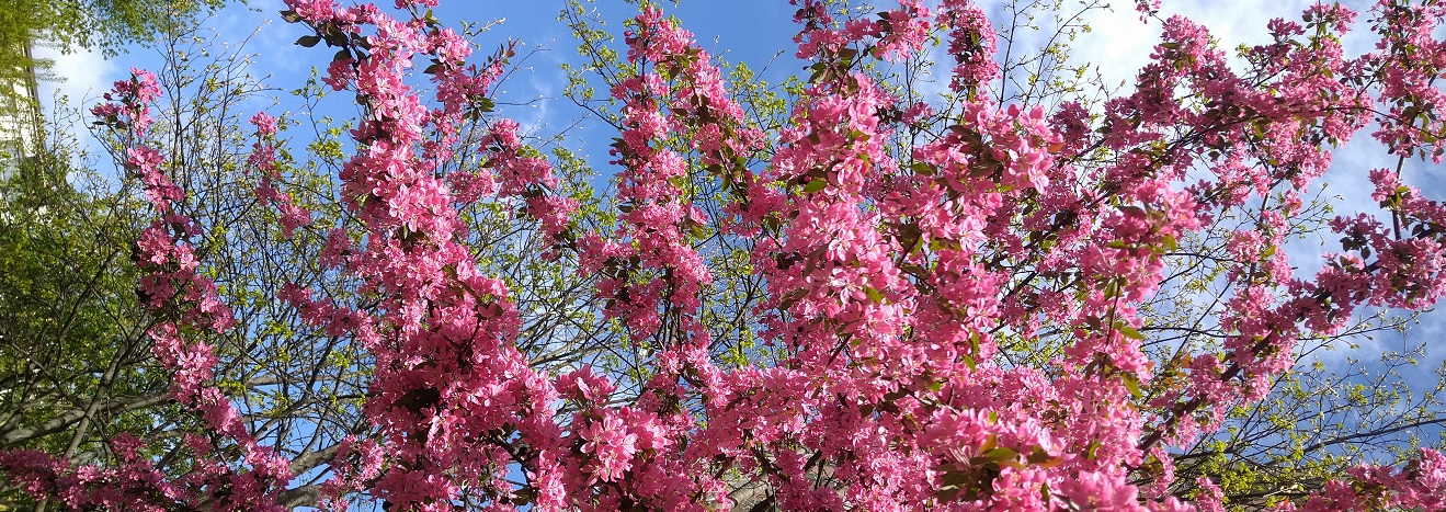 Kwitnące drzewo - wolne od zajęć w maju